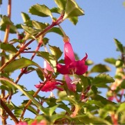 Wildfuchsie feinbl�ttrig