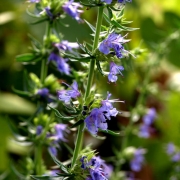 Ysop blau