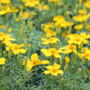 Zitronengew�rztagetes