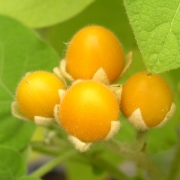 Zwerg-Tamarillo