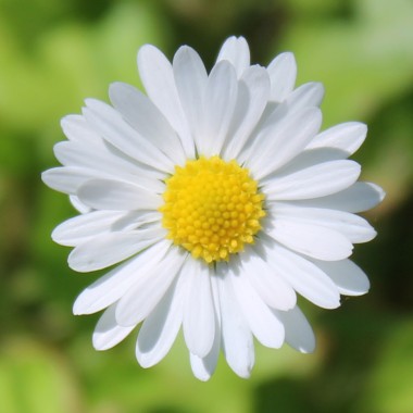 Deaflora