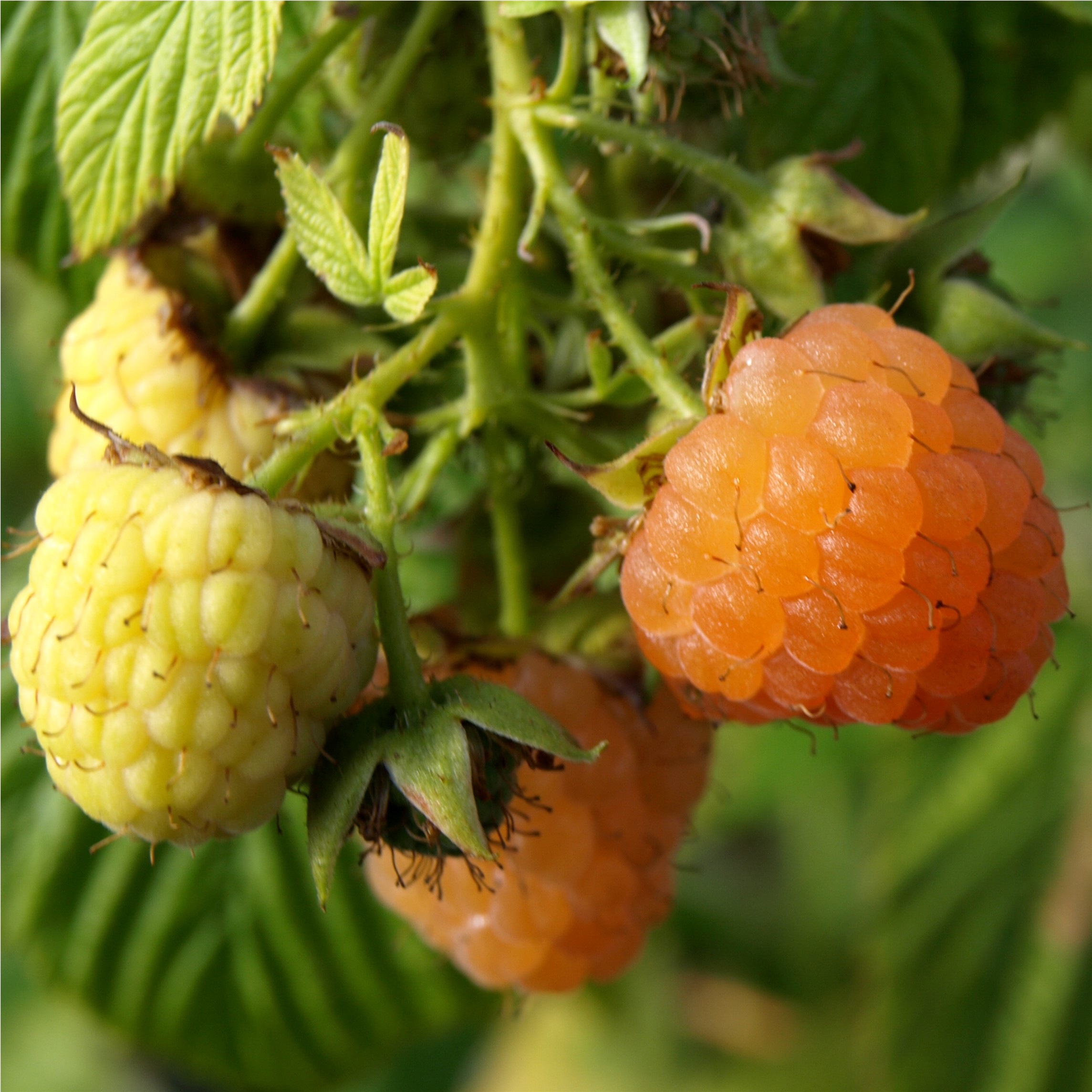 Deaflora - Himbeere Goldmarie (Pflanze)