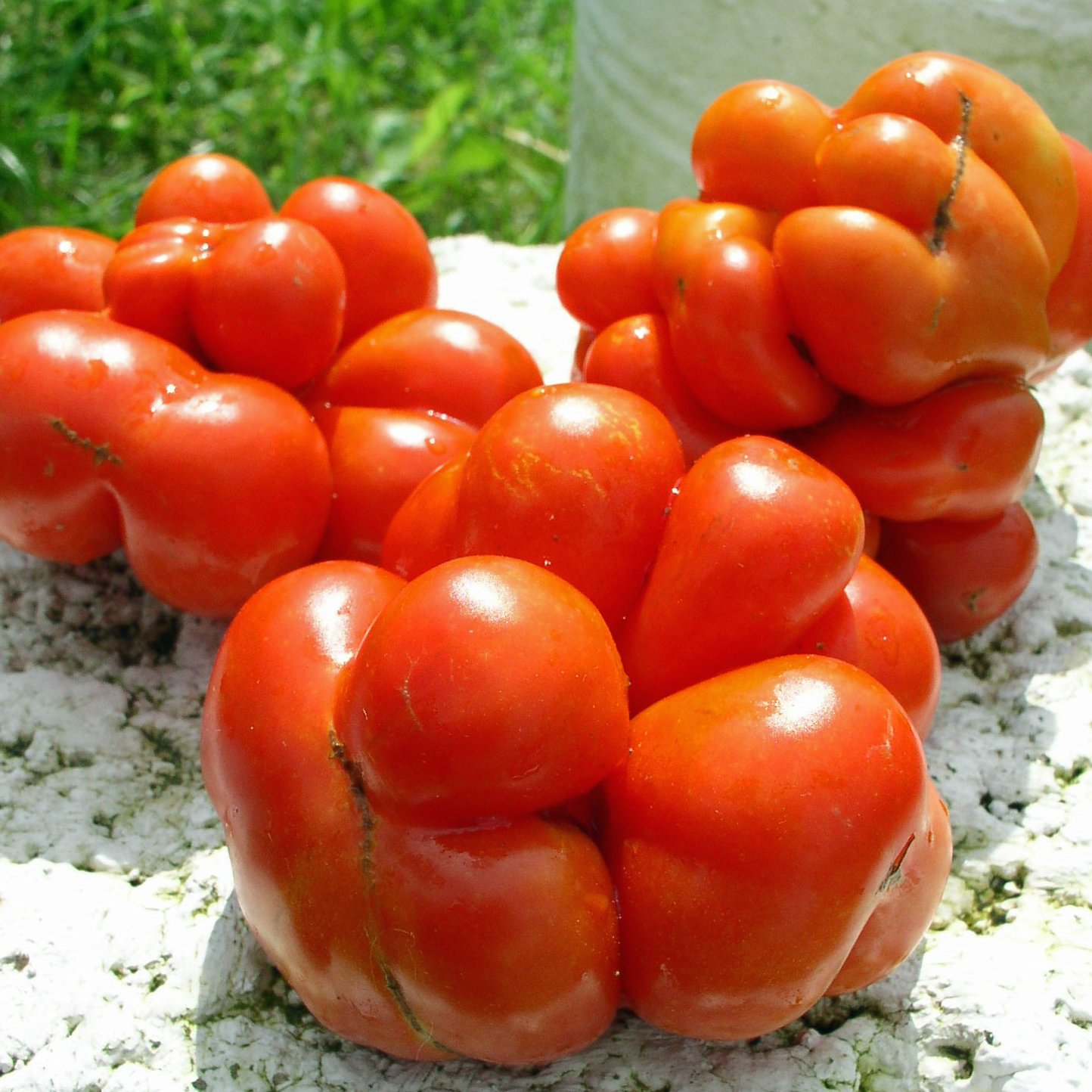 Reisetomate Bilder: Entdecke die Welt des Zeichnens! 🍅🎨